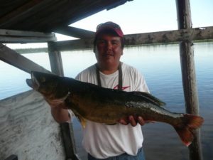 12lbs walleye